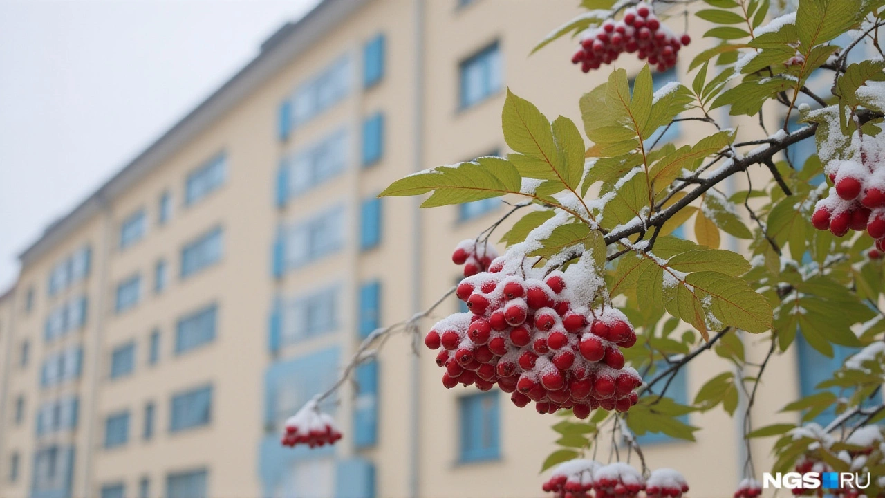 Семь снежных дней в ноябре: в Новосибирской области начнётся настоящая зима